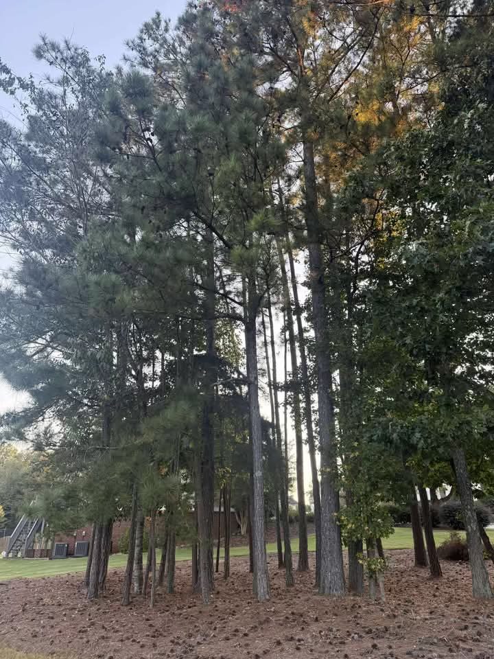 Tall pine trees in a serene park setting with sunlight filtering through.