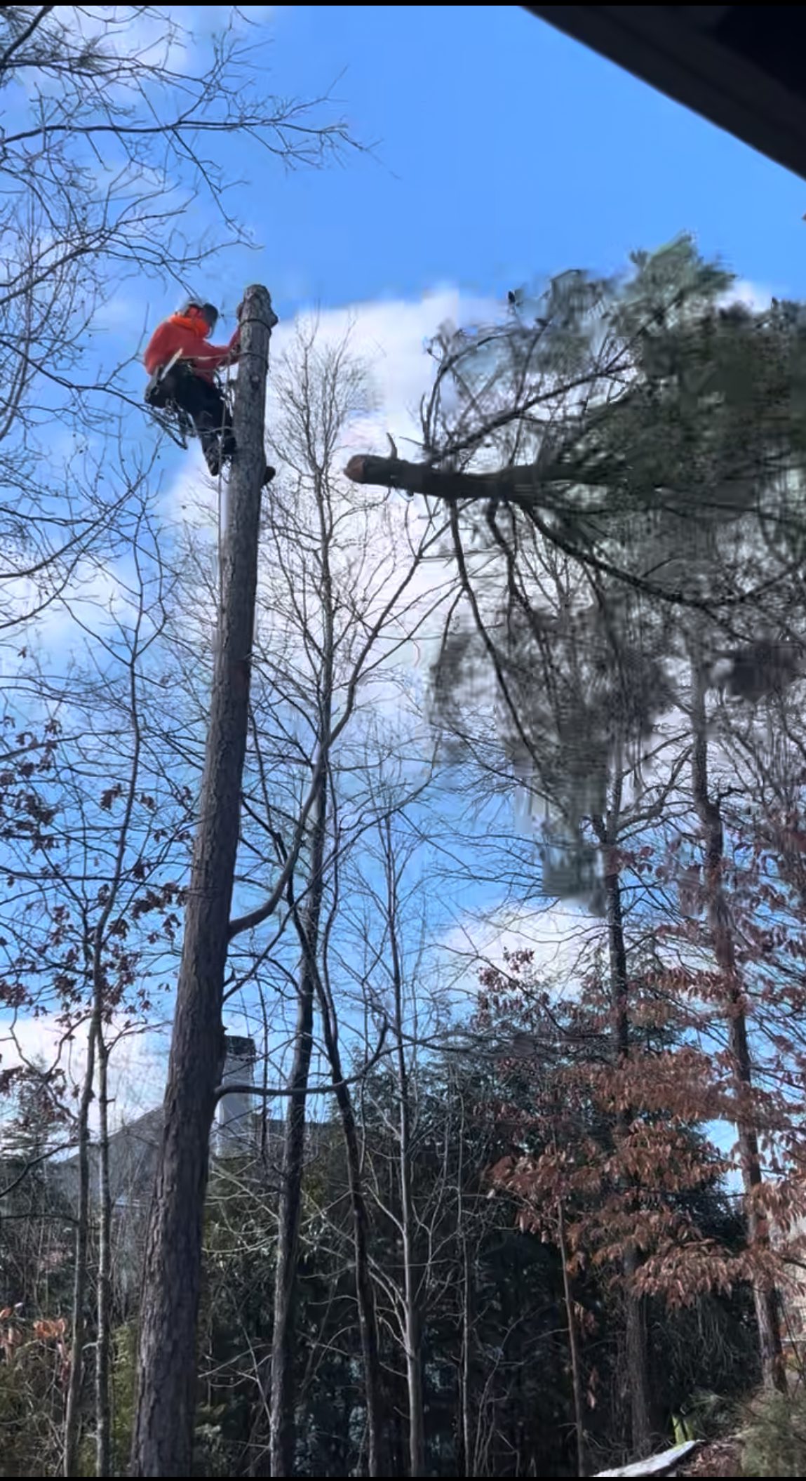 A person climbs a tall tree in a forested area on a clear day.