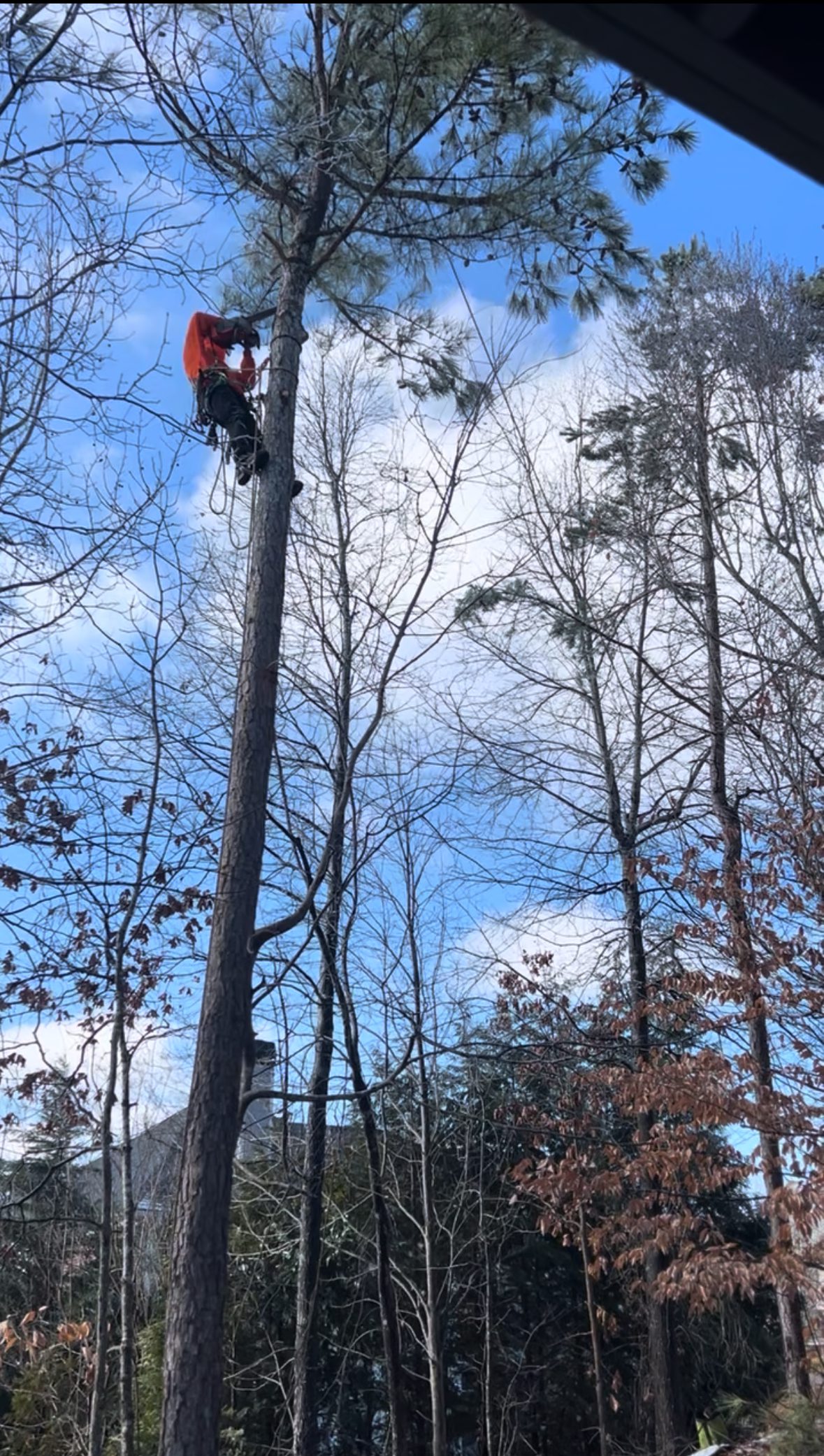 A worker climbs a tall tree with safety gear on a clear day.
