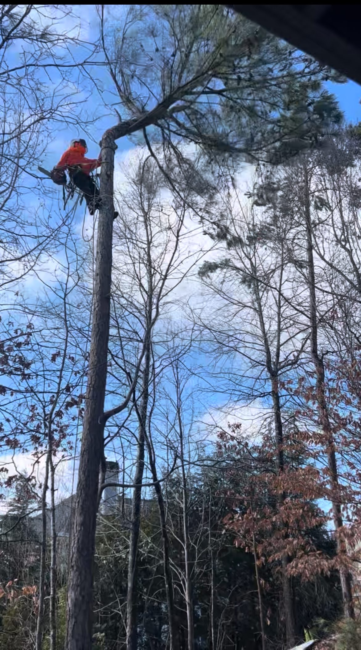 Worker cutting a tall tree using a chainsaw high above the ground.