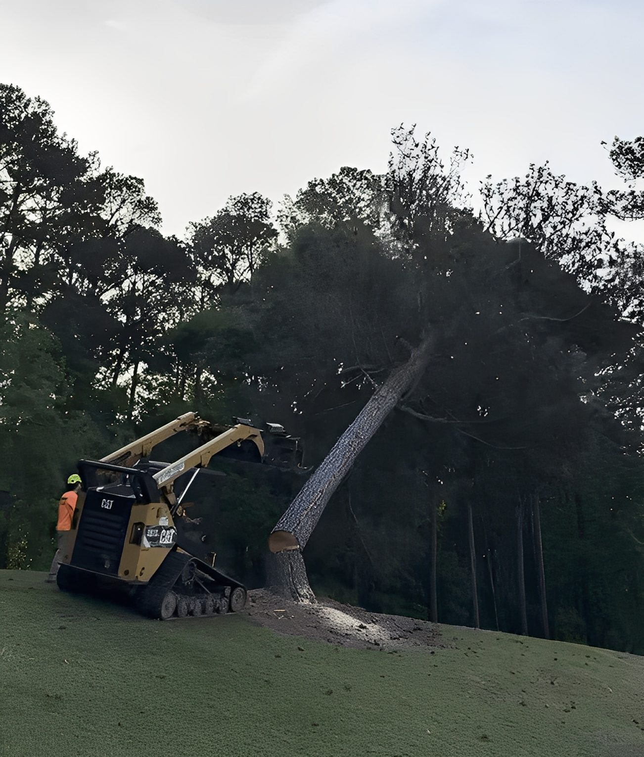 Machine cutting down a tree in a wooded area.